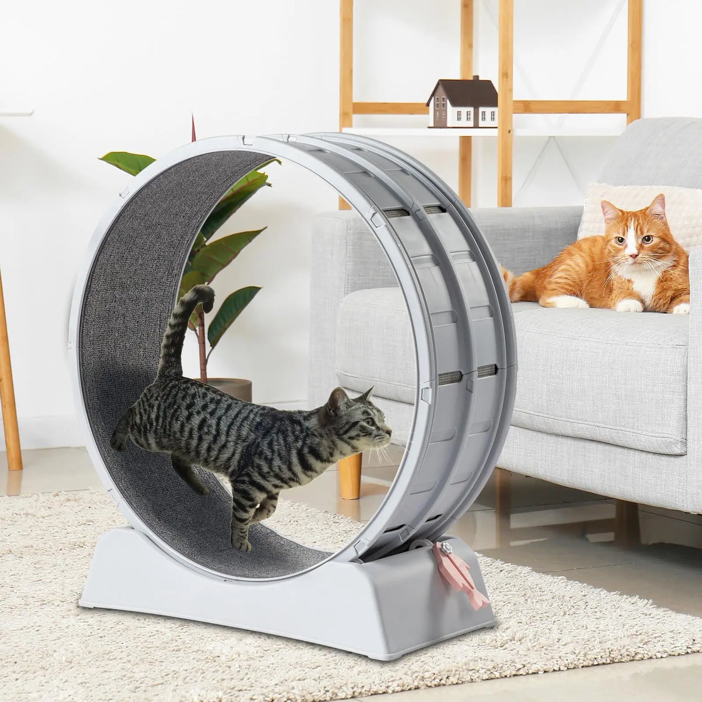 31-Inch Treadmill for cats