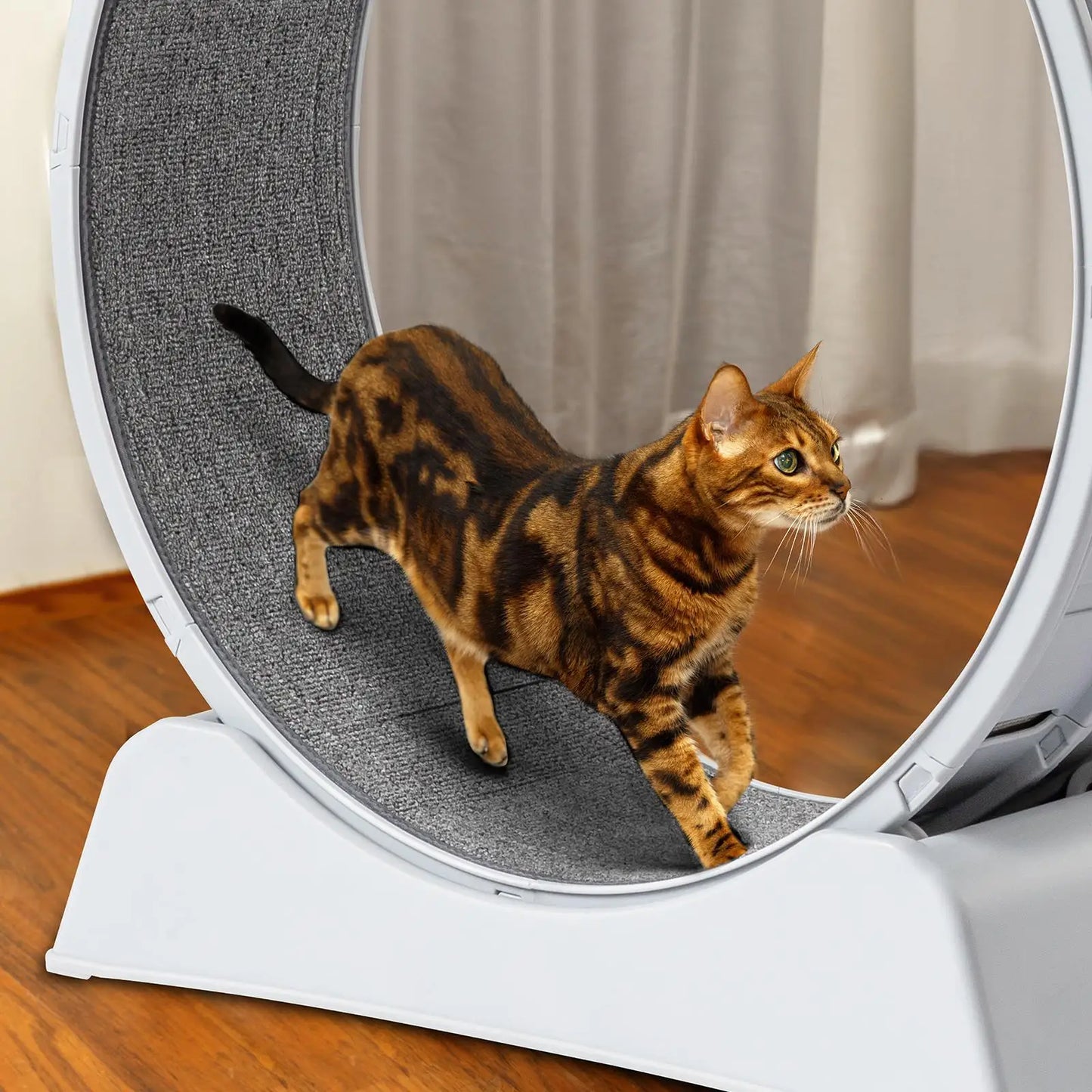 31-Inch Treadmill for cats