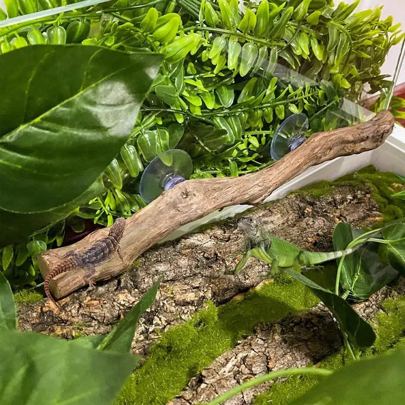 Climbing Branch